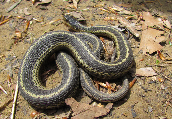 Eastern Garter Snake